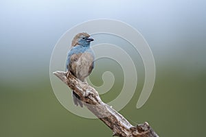 Blue-breasted Cordonbleu in Kruger National park, South Africa