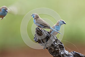 Blue-breasted Cordonbleu in Kruger National park, South Africa