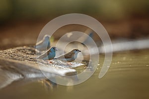 Blue-breasted Cordonbleu in Kruger National park, South Africa