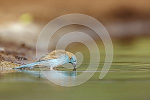 Blue-breasted Cordonbleu in Kruger National park, South Africa