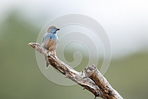 Blue-breasted Cordonbleu in Kruger National park, South Africa