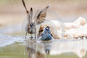 Blue-breasted Cordonbleu in Kruger National park, South Africa