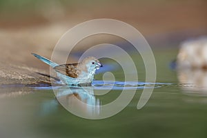 Blue-breasted Cordonbleu in Kruger National park, South Africa