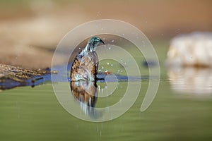 Blue-breasted Cordonbleu in Kruger National park, South Africa