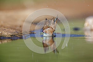 Blue-breasted Cordonbleu in Kruger National park, South Africa