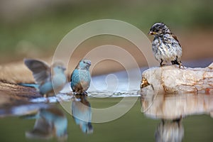 Blue-breasted Cordonbleu in Kruger National park, South Africa