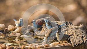 Blue-breasted Cordonbleu and Red billed Firefinch in Kruger National park, South Africa