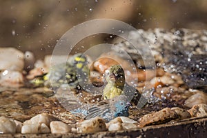 Blue breasted Cordonbleu,Village weaver and Red-billed Quelea