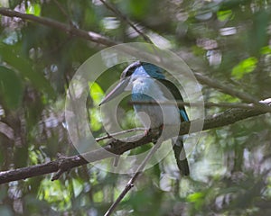 Blue-Breasted Kingfisher