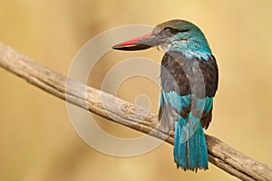 Blue breasted kingfisher in Gambia