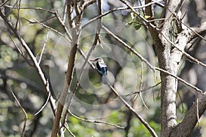 Blue-breasted kingfisher, Halcyon malimbica