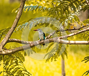 Blue-breasted kingfisher (Halcyon malimbica) perching on tree branch