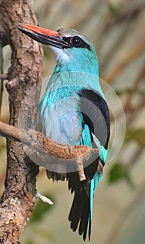 Blue-Breasted Kingfisher Halcyon malimbica