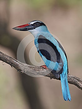 Blue-breasted kingfisher Halcyon malimbica