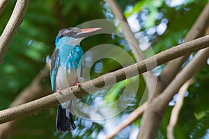 Blue-Breasted Kingfisher
