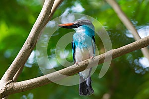 Blue-Breasted Kingfisher