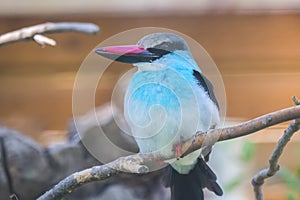 Blue-Breasted Kingfisher staying quiet on a branch, Halcyon mali