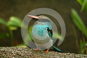 Blue-breasted Kingfisher, West Africa