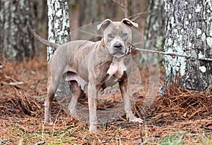 Blue brindle American Pitbull Terrier dog outside on leash