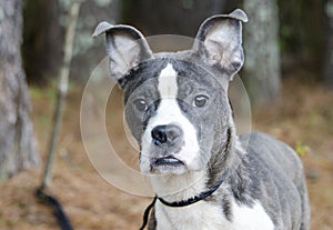Blue brindle Pitbull Boston Terrier mixed breed dog