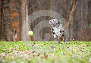 A blue brindle and white Pit Bull Terrier mixed breed dog chasing a ball