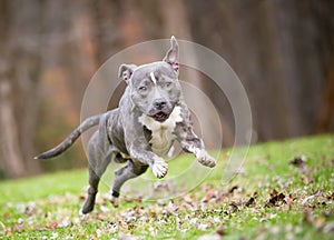 A blue brindle and white Pit Bull Terrier mixed breed dog running