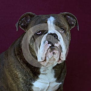 Blue brindled Olde English Bulldog