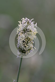 Blue Bristle Grass Sesleria nitida, a flower in close-up photo
