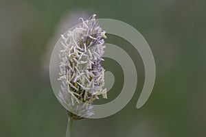 Blue Bristle Grass Sesleria nitida, flower in close-up photo