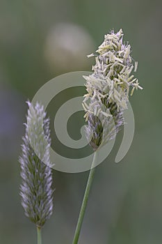 Blue Bristle Grass Sesleria nitida, flowers