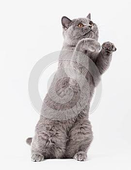 Blue british female cat on white background