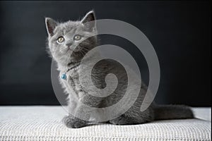Blue British Shorthair, a beautiful little kitten sitting on a white cushion and a black background, full body view and looking to