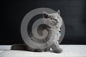 Blue British Shorthair, a beautiful little kitten sitting on a white cushion and a black background, full body view and looking to