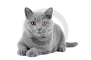 Blue British Shorthair cat