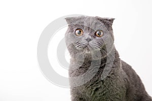 Blue British Shorthair cat