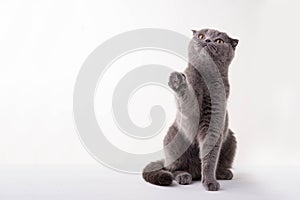 Blue British Shorthair cat