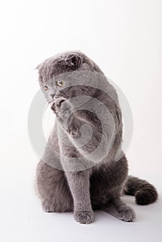 Blue British Shorthair cat