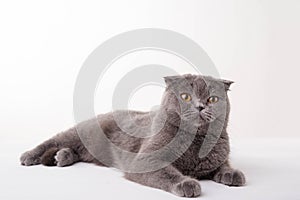 Blue British Shorthair cat