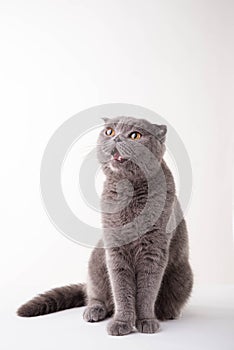 Blue British Shorthair cat