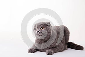 Blue British Shorthair cat