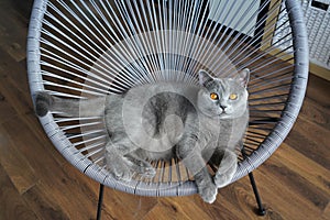 Blue British Shorthair cat in chair