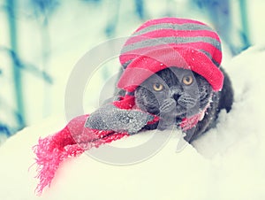 Blue British shorthair cat wearing knitting hat and scarf