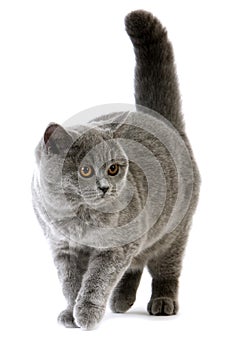 Blue British Shorthair Domestic Cat, Female against White Background