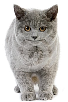 Blue British Shorthair Domestic Cat, Female against White Background