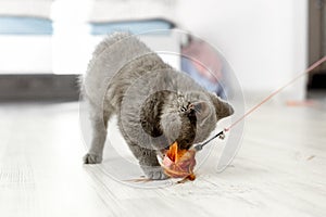 Blue british shorthair kitten is playing with a bird feather toy