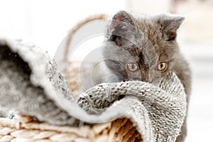 Blue british shorthair kitten is sitting in a wicker basket