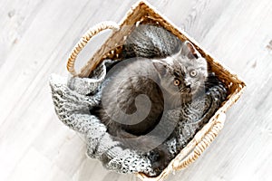 Blue british shorthair kitten is sitting in a wicker basket on a grey knitted blanket
