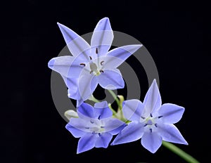 Blue Brodiaea flower