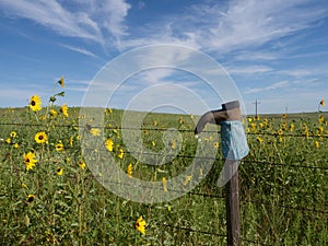 Blue and Brown Cowboy Boot on a Fence Post Surrounded by Sunflowers