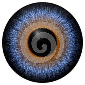 Blue and brown 3d eyeball texture with black fringe photo